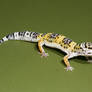 Leopard gecko stock