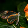 Glasswing butterfly stock