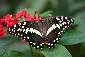 Butterfly stock 4
