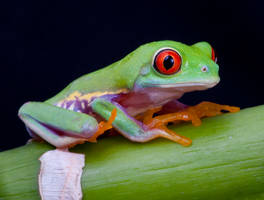 Red eyed tree frog stock