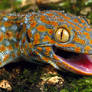 Tokay gecko stock