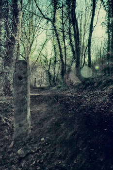 Woodland background stock 1