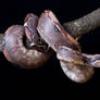 Snake stock