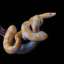 Snake stock 2