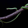 Rough green snake stock