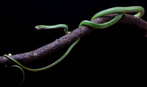 Rough green snake stock