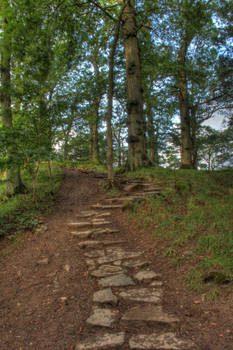 Woodland pathway stock