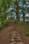 Woodland pathway stock