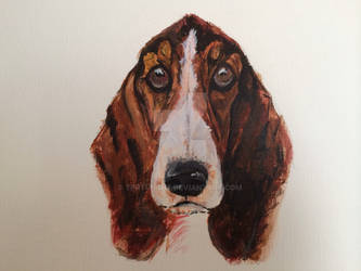 Basset Hound