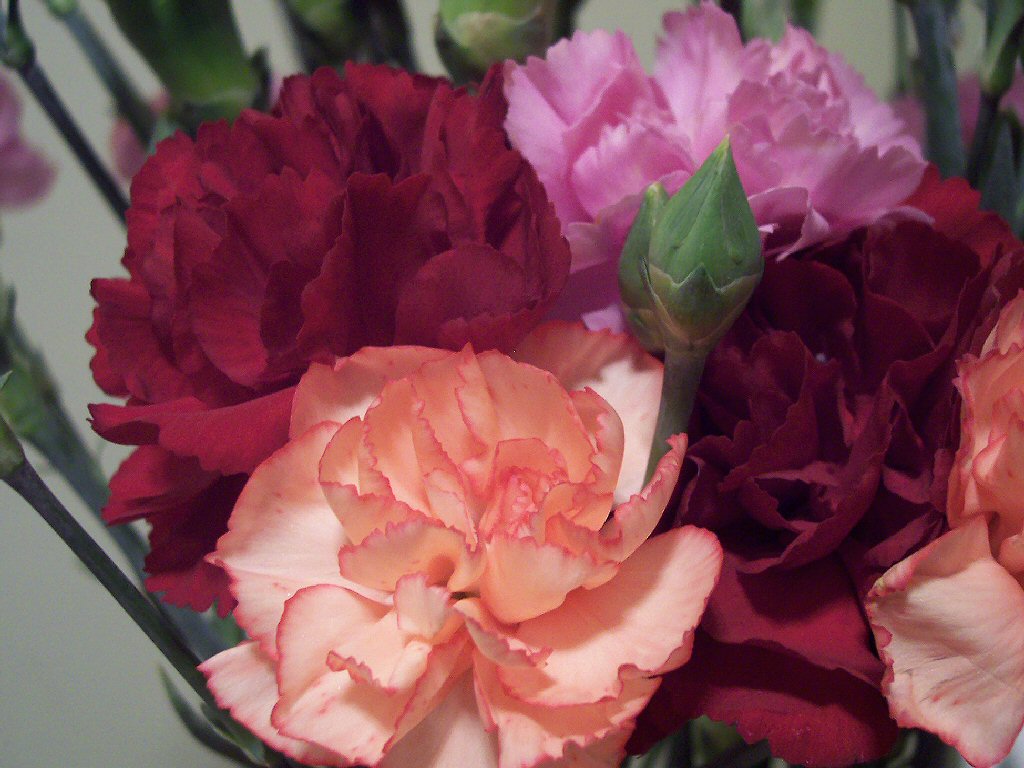 Carnations