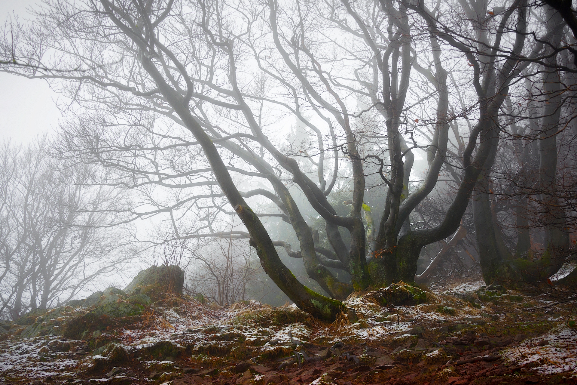 Flock of Beeches