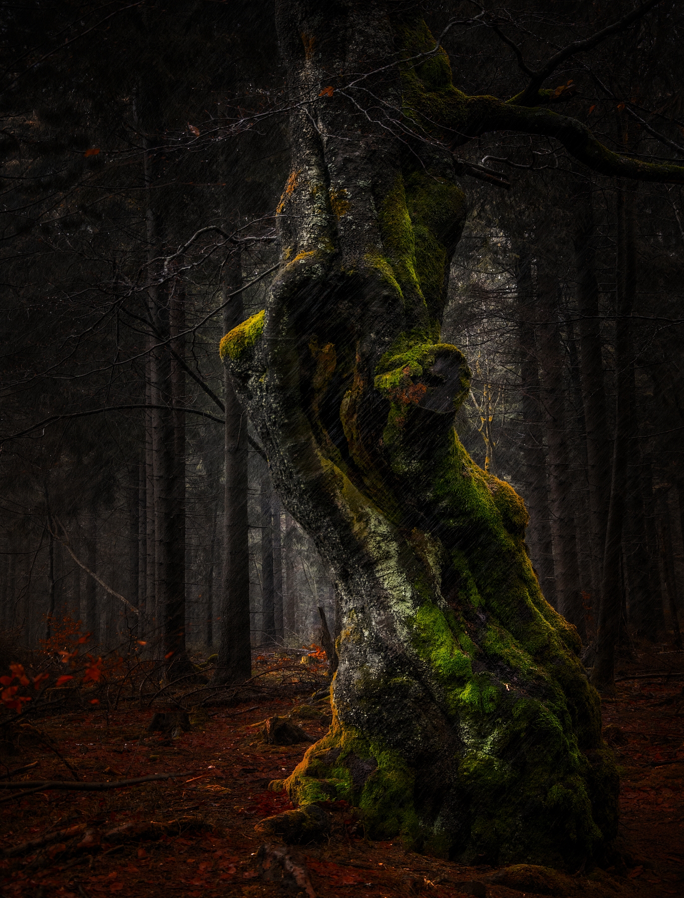 The Old Tree And The Rain