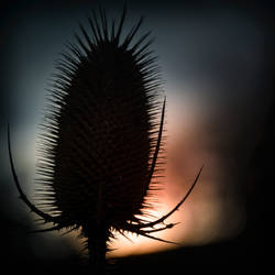 Wild Teasel