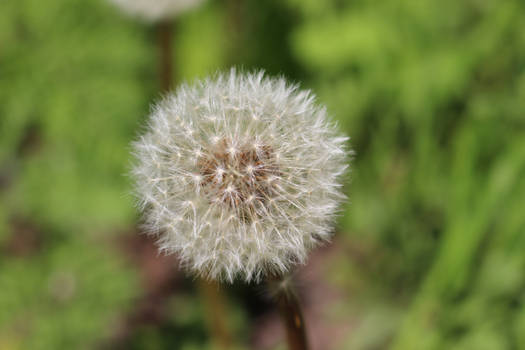 Dandelion Puff