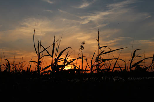 Sunset Through The Rush