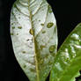 Waterdrops on an avocado leaf