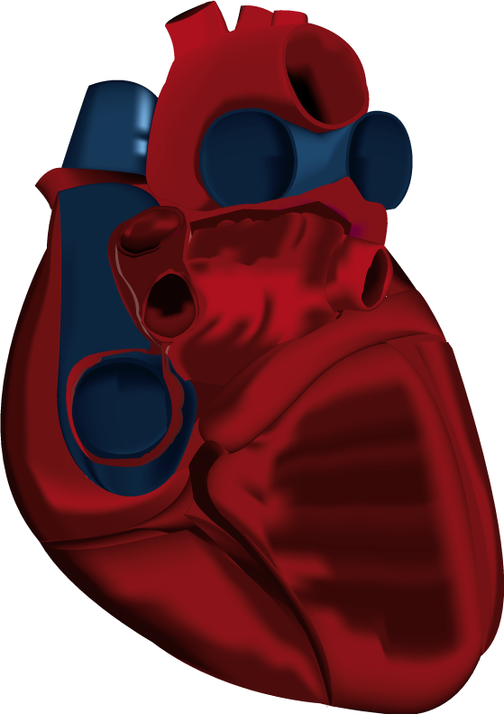 Human Heart Corazon Anatomico2