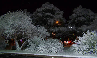 winter snow night trees NM