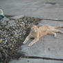 Orange tabby stray from 2012