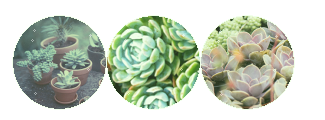 f2u | succulents