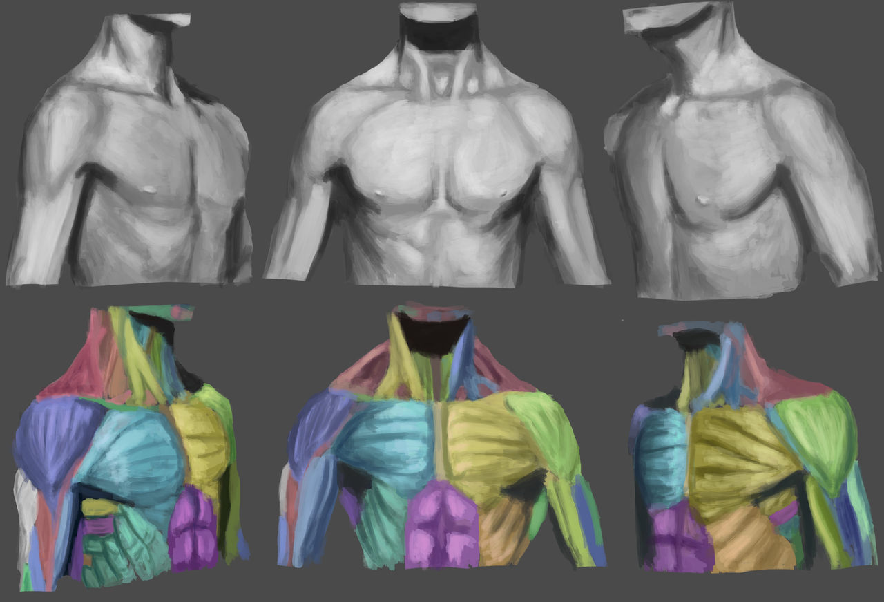Male Chest Anatomy by AshenCinders on DeviantArt