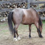 Appaloosa Pony Stock 1