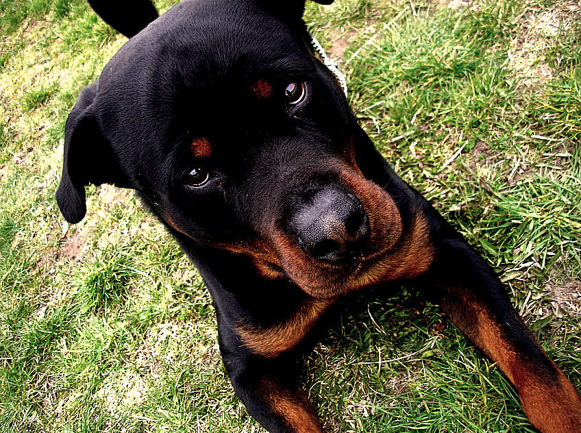 Nemo - the dog by kineee on DeviantArt