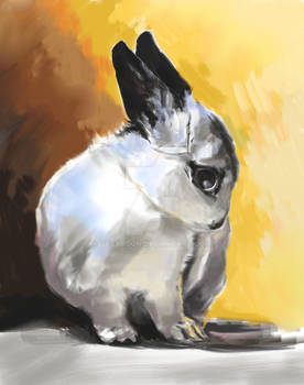 Rabbit2