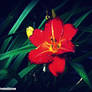 Flower of the Night