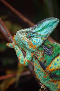 chameleon 0061