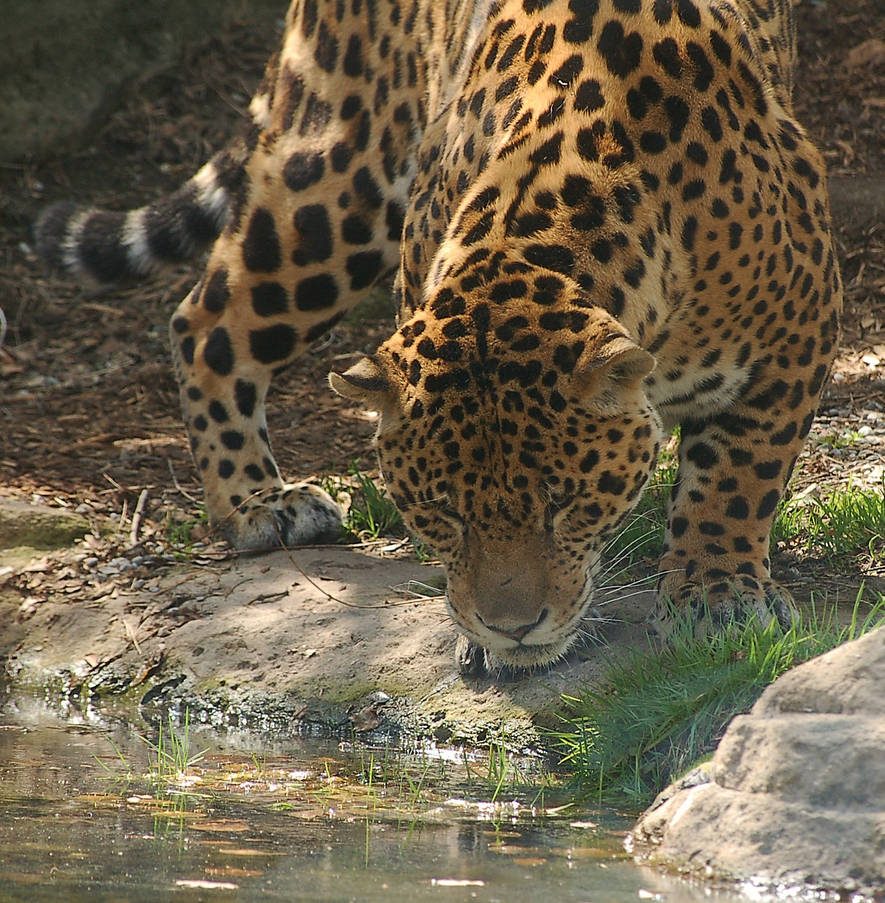 jaguar_5760_by_loveandtears_d1e4x55-pre.jpg