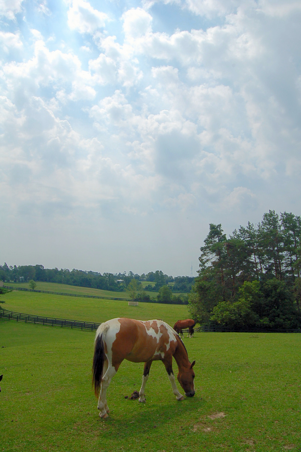 horses