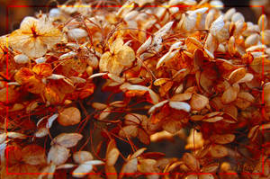 fall hydrangea