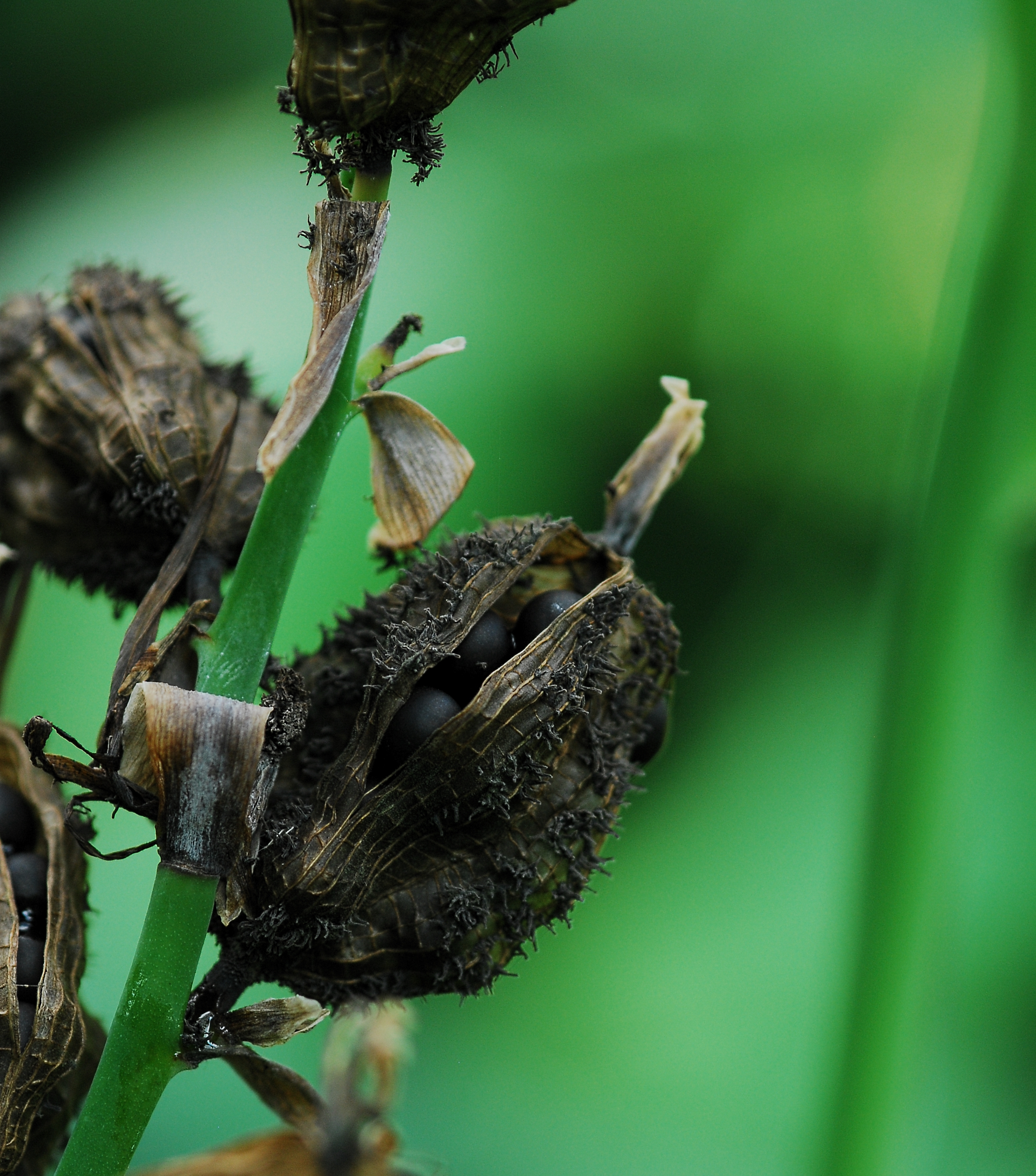 Seeds in a Pod