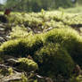 Irish Moss
