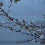 Haarlem in Fog, Almond blossom