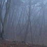 Dune forest