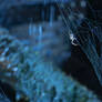 Water spider