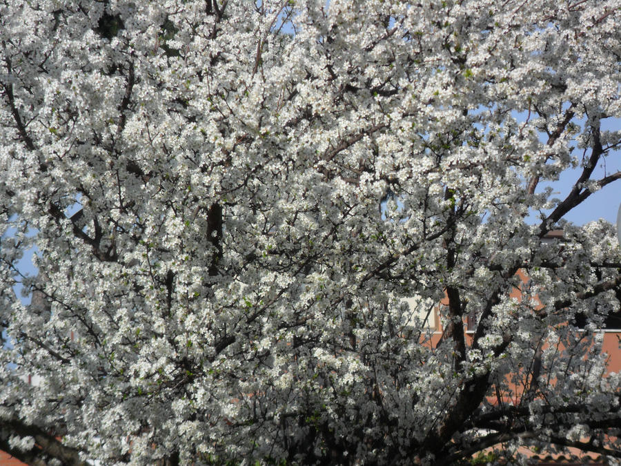 Plum tree 2