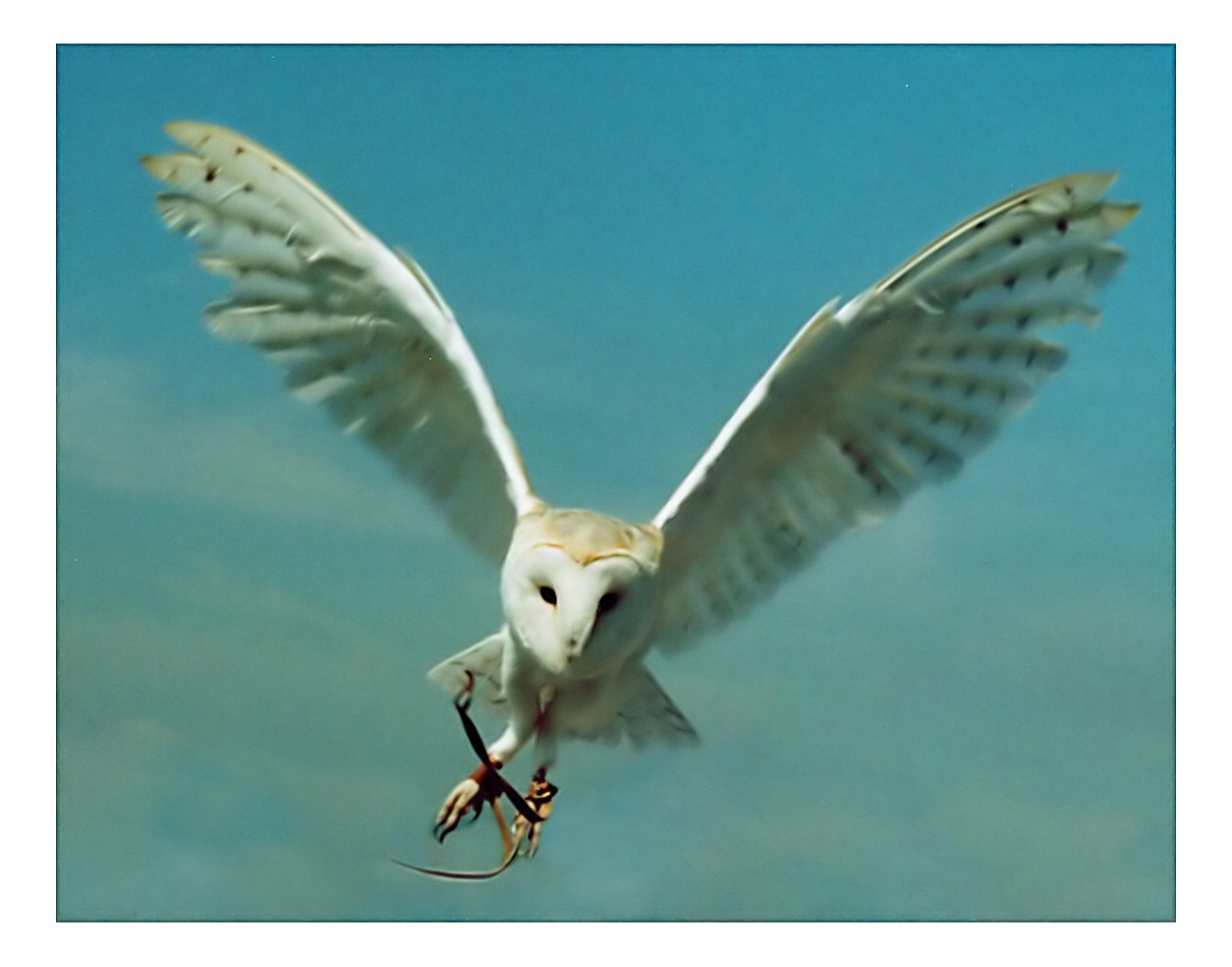 Barn Owl 'Cleaned Up'