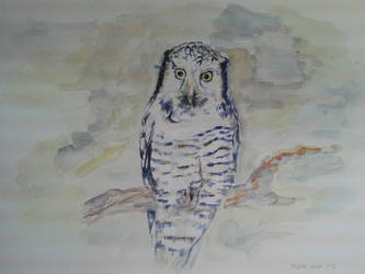 Owl #1