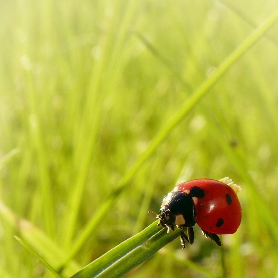 LadyBird