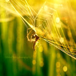 gold morning by dukeofspade