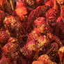 Essence of Holi