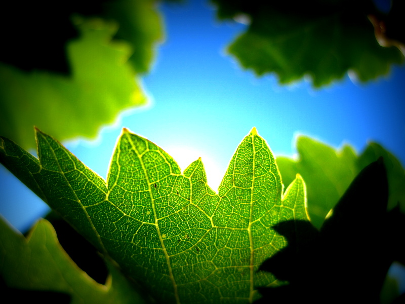 Sun behind leaves