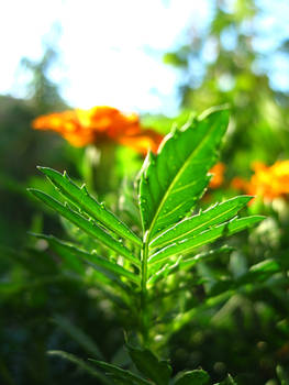 Sunny day in garden