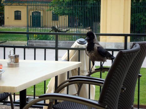 Dinner with Mr. Crow