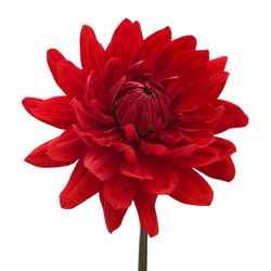 Red Dahlia PNG. 