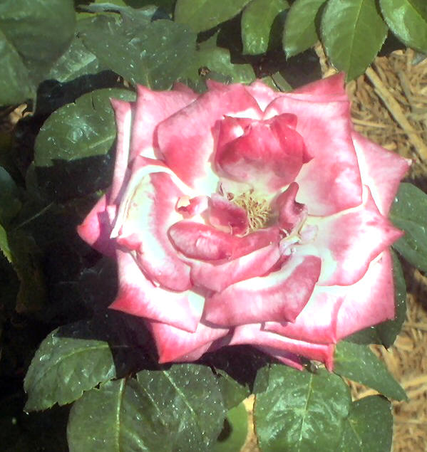 Pink Epcot Rose 1 by primowalker on DeviantArt
