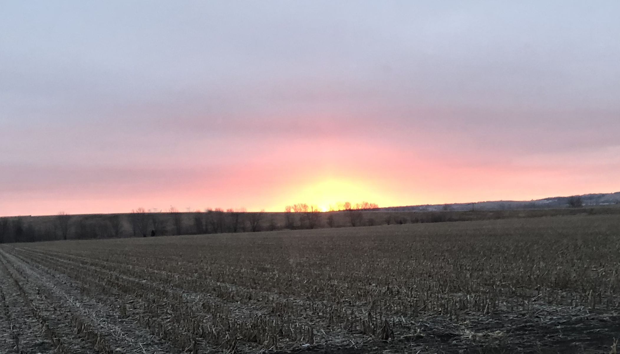 Field Sunrise